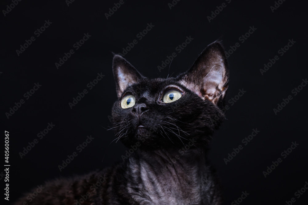 black cat devon rex on a black background