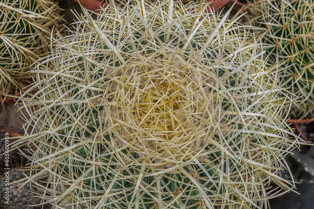 cactus texture close up abstract background cactus texture close up abstract background