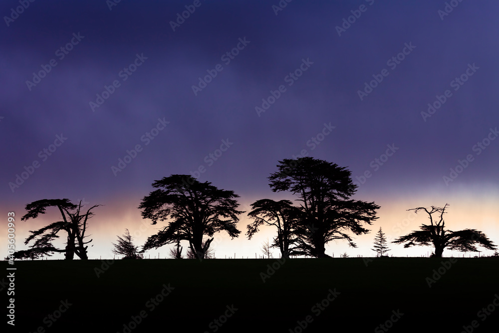 March of the ents. Stormy sunset with the rain lashing down over silhouetted trees.