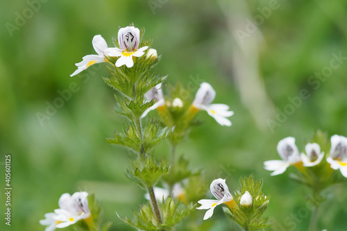 Blühende Pflanzen des Augentrostes