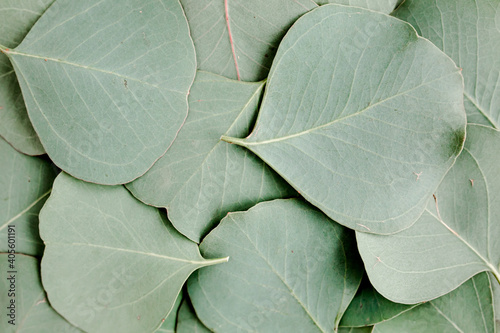 Background/Texture made of green eucalyptus leaves. Flat lay, top view © K.Decor