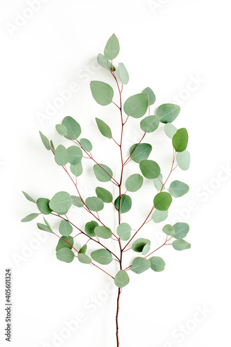 Green leaves eucalyptus isolated on white background. Flat lay, top view.