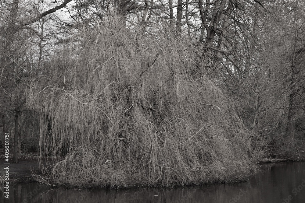 Winter Weeping Willow in Black and White