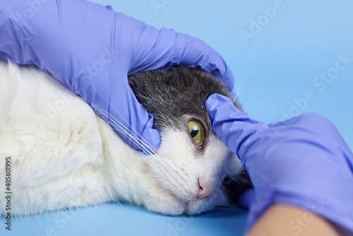A veterinarian in medical gloves is checking the eye of an adult cat.