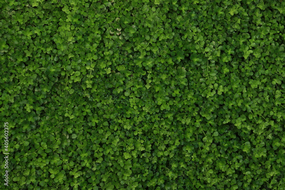green moss background green moss background