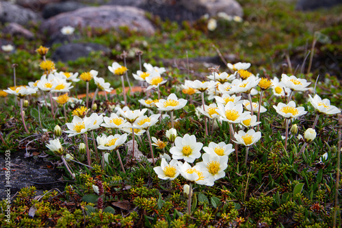 Cuadro en lienzo Colony of arctic mountain avens