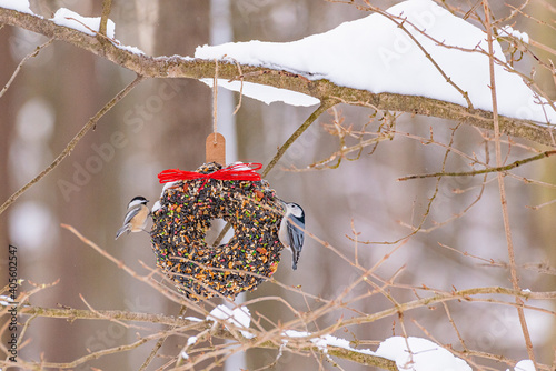 Tablou pe pânză Pair of nuthatch birds perched on bird seed suet feeder wreath in woods in winte