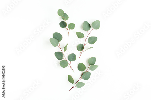 Green leaves eucalyptus isolated on white background. Flat lay, top view. © K.Decor