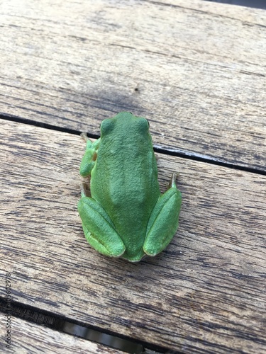 grenouille verte