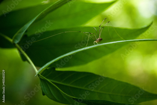 Daddy longlegs common spider crawling on a bright green leaf with legs out