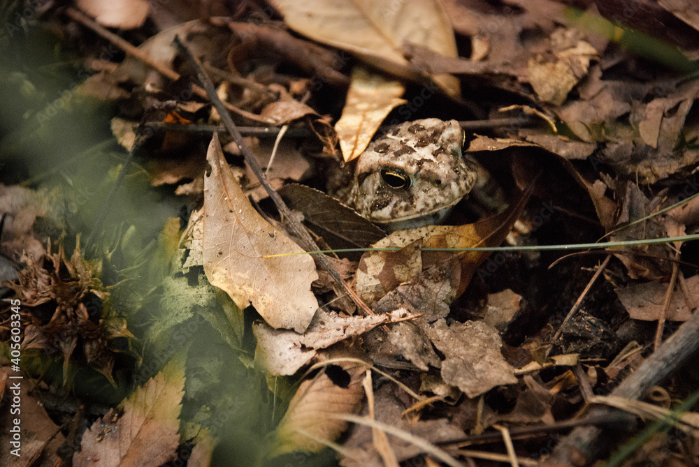 American Toad camouflaged hidden in brown leaf litter on the forest floor American Toad camouflaged hidden in brown leaf litter on the forest floor