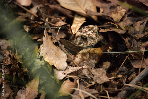 American Toad camouflaged hidden in brown leaf litter on the forest floor