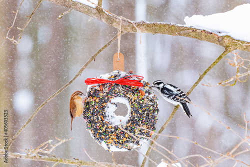 Downy woodpecker sharing bird seed wreath in snow covered forest in winter