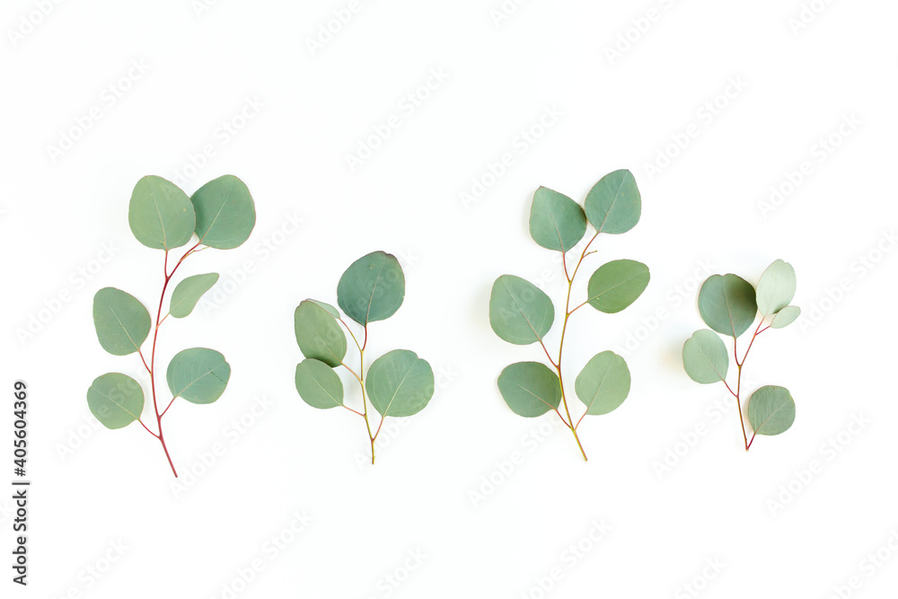 Green leaves eucalyptus isolated on white background. Flat lay, top view.