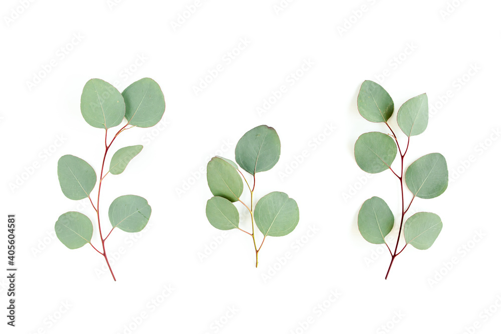 Obraz premium Green leaves eucalyptus isolated on white background. Flat lay, top view.