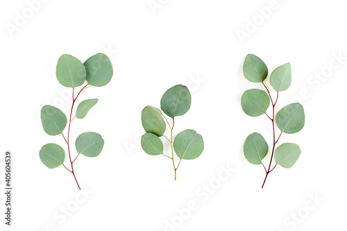 Green leaves eucalyptus isolated on white background. Flat lay, top view.