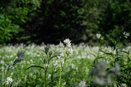 grass and flowers