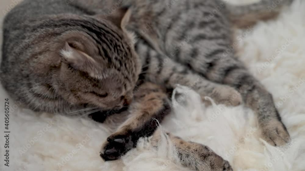 Scottish Fold cat licks its fur on sheep's clothing Scottish Fold cat licks its fur on sheep's clothing