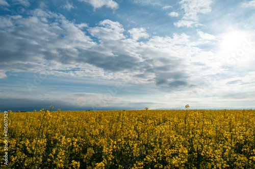 View of a rapeseed field. Yellow flowers against the blue sky.