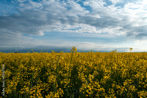 View of a rapeseed field. Yellow flowers against the blue sky.