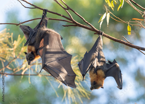 Grey headed flying  fox colony in the Sydney suburb of Gladesville, New South Wales, Australia.