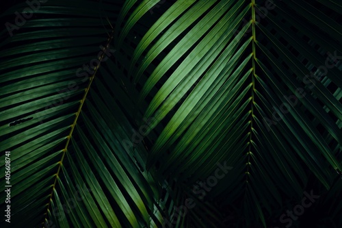 Tropical palm leaves in forest.  Light and shadow of green leaves of tropical plants for nature pattern and background.