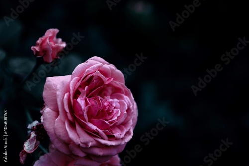 Pink rose In a black background.  Copy space  in vintage flowers  for input text.