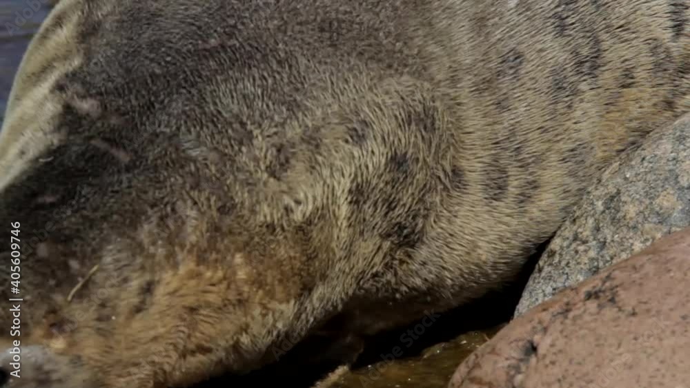The seal enters the water. Animal care and rescue. The seal enters the water. Animal care and rescue.