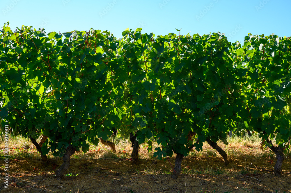 Fototapeta premium Green vineyards located on hills of Jura French region ready to harvest and making red, white and special jaune wine, France