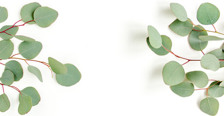 Frame, border made of green leaves eucalyptus isolated on white background. flat lay, top view