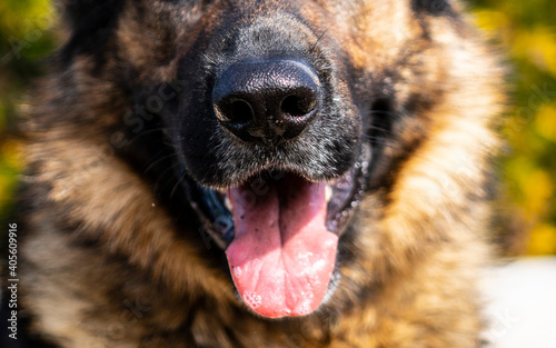 Dog (closeup) - German Shepherd. Beautiful animal 