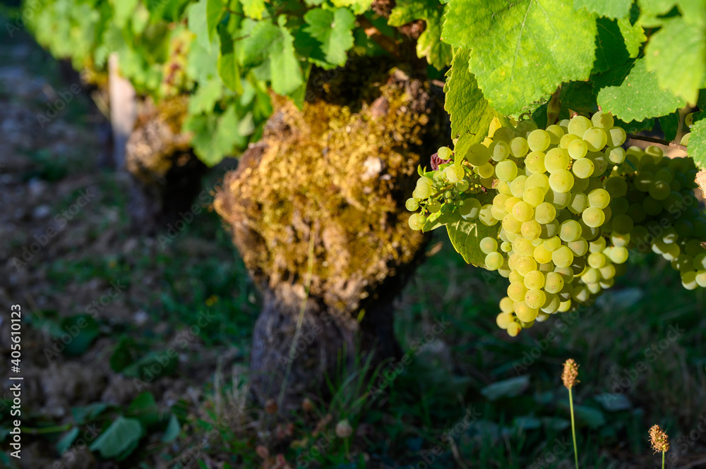 Green vineyards located on hills of Jura French region, white savagnin grapes ready to harvest and making white and special jaune wine, France Green vineyards located on hills of Jura French region, white savagnin grapes ready to harvest and making white and special jaune wine, France