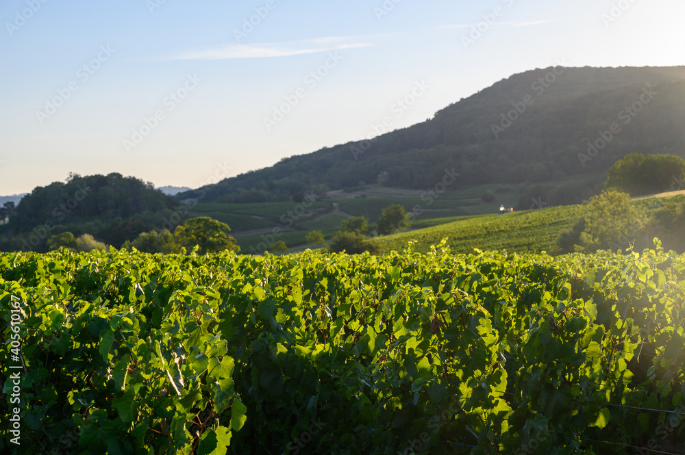 Green vineyards located on hills of  Jura French region ready to harvest and making red, white and special jaune wine, France