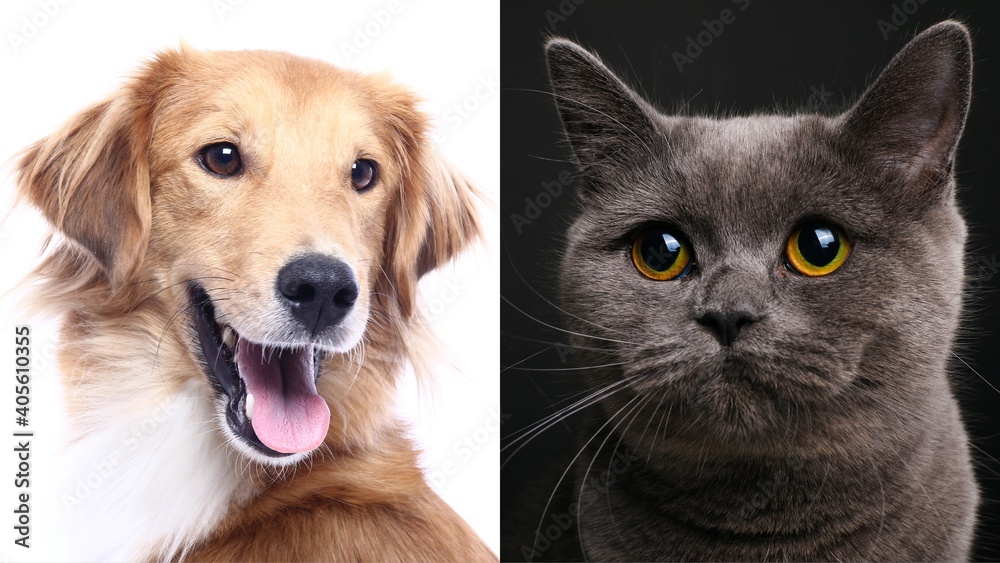 Beautiful cat and dog