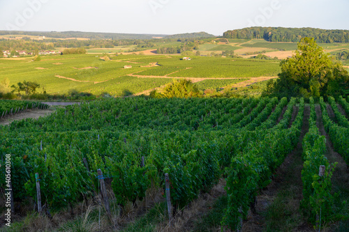 Green vineyards located on hills of  Jura French region ready to harvest and making red  white and special jaune wine  France