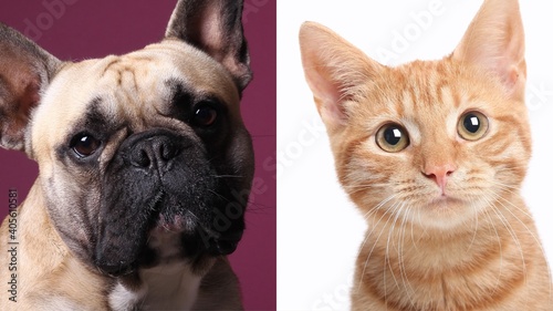 Beautiful cat and dog © Djomas