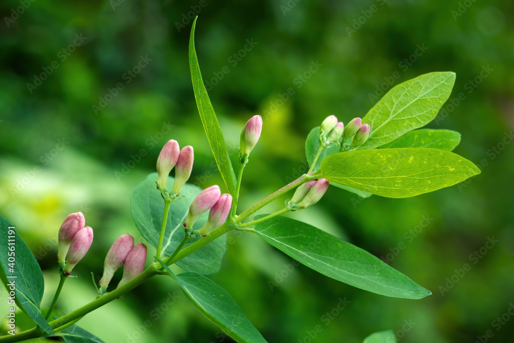 Close-up of Tatar honeysuckle branch with buds. Lonicera tatarica flowering plant, selective focus. Close-up of Tatar honeysuckle branch with buds. Lonicera tatarica flowering plant, selective focus.