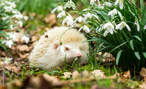 Hedgehog (Scientific Name: Erinaceus Europaeus) Rare, wild,  European Albino hedgehog with the white spines and pink eyes.  A true albino in Springtime with flowering snowdrops  © Anne Coatesy