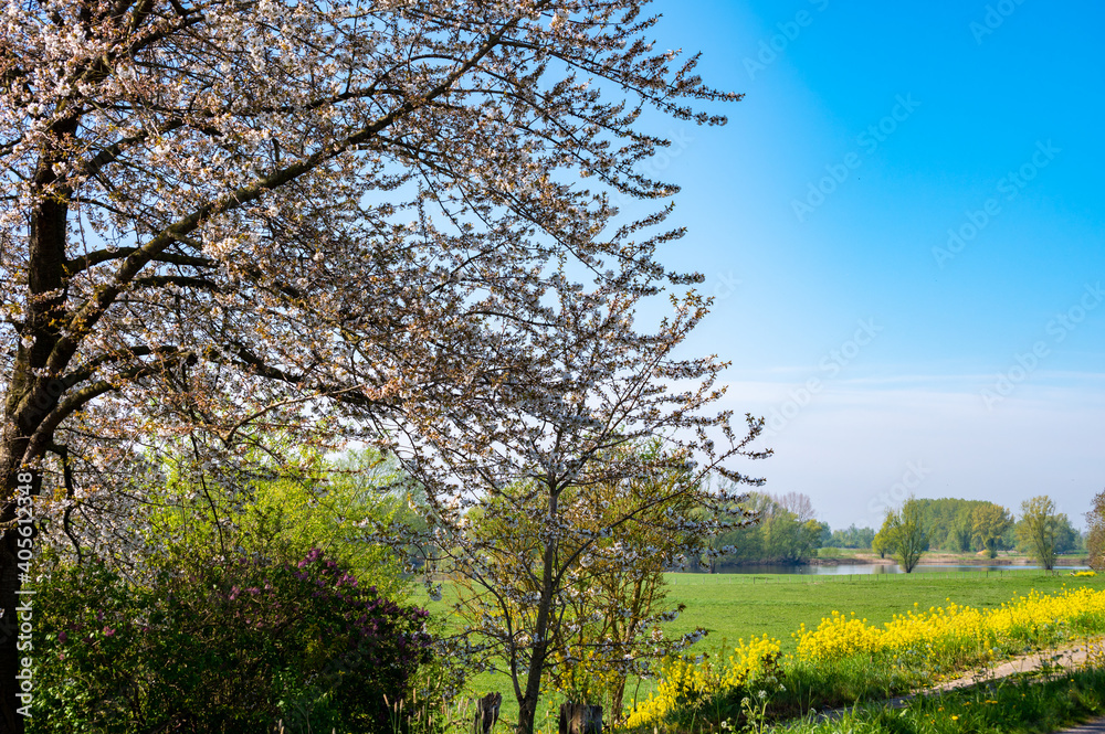 Spring nature landscape with yellow blossom of rapeseed plants in Betuwe, Gelderland, Netherlands