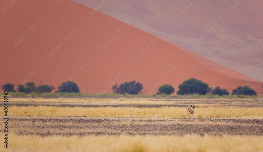 Springbuck o Gacela saltarina, Sossus Vlei, Sesriem, Parque Nacional Namib Naukluft, Desierto del Namib, Namibia, Afirca Springbuck o Gacela saltarina, Sossus Vlei, Sesriem, Parque Nacional Namib Naukluft, Desierto del Namib, Namibia, Afirca