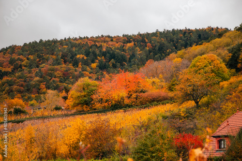 Autumn Forest