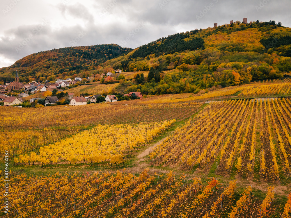 Vineyards during autumn