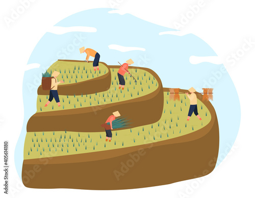 Several asian farmers in ethnical hats harvesting rice in paddy field. Men and women in colorful clothes bent over to collect rice. Flat cartoon vector illustration