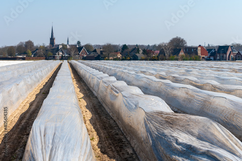 White asparagus fields with soil beds covered with plastic film in spring photo