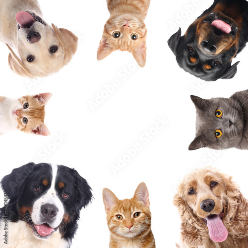 Beautiful cats and dogs in front of a white background