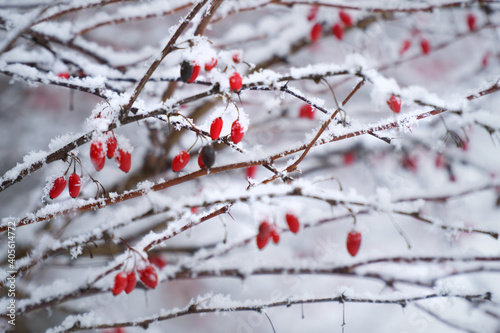 red berry berries on a tree in winter in the snowflakes