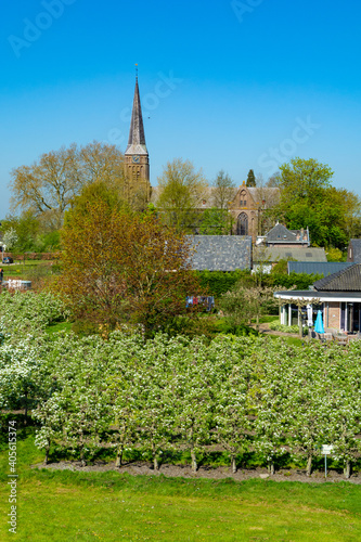 Small Dutch village and fruit orchards with spring blossom along dam in Betuwe, Netherlands photo