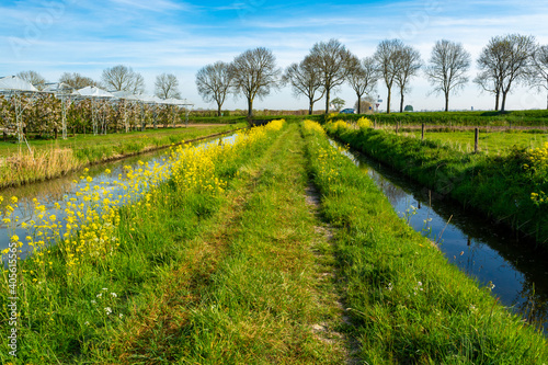 Spring nature landscape with yellow blossom of rapeseed plants in Betuwe, Gelderland, Netherlands