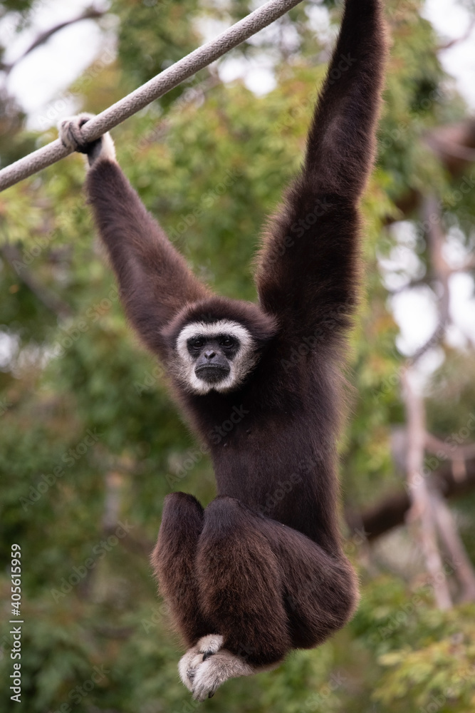 White-Handed Gibbon Male Suspended From a Rop With Legs Up White-Handed Gibbon Male Suspended From a Rop With Legs Up