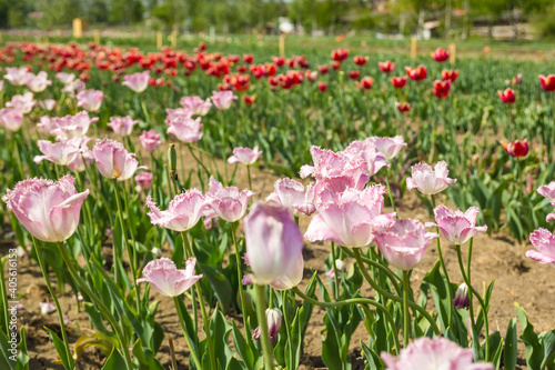 Large field of multi-colored tulip flowers. Beautiful floral background of bright tulips blooming in the garden in the middle of a sunny spring day.
